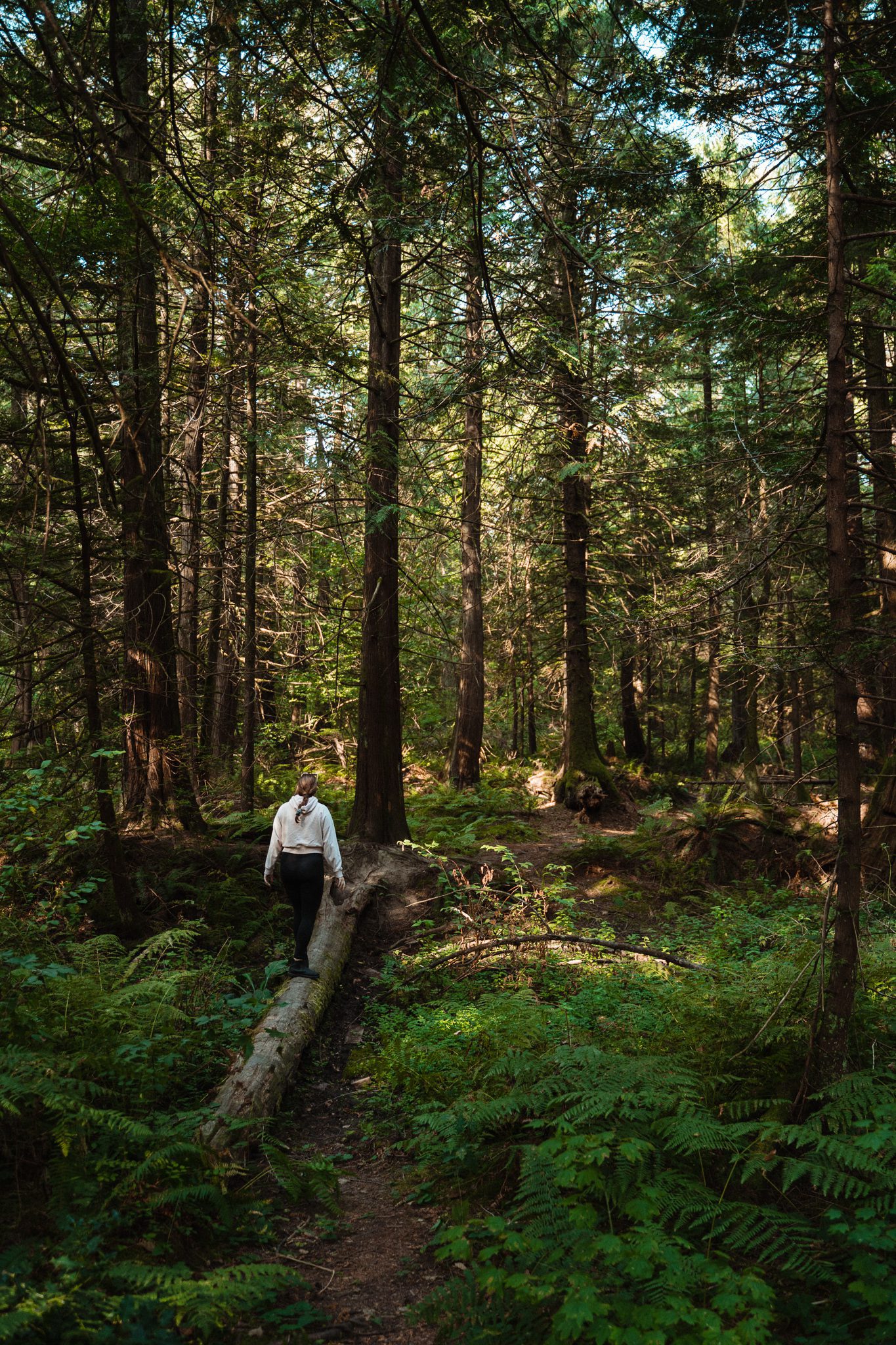 Fraser Valley Harrison Forest